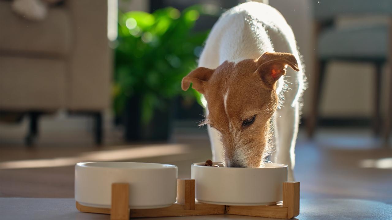 Ritirate crocchette per cani