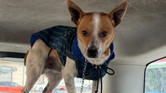 Lanciano un cagnolino dall’auto in corsa: caccia ai responsabili
