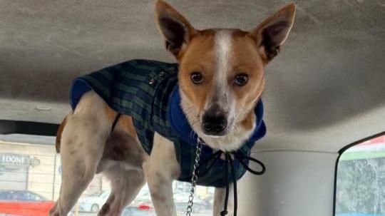 Lanciano un cagnolino dall’auto in corsa: caccia ai responsabili