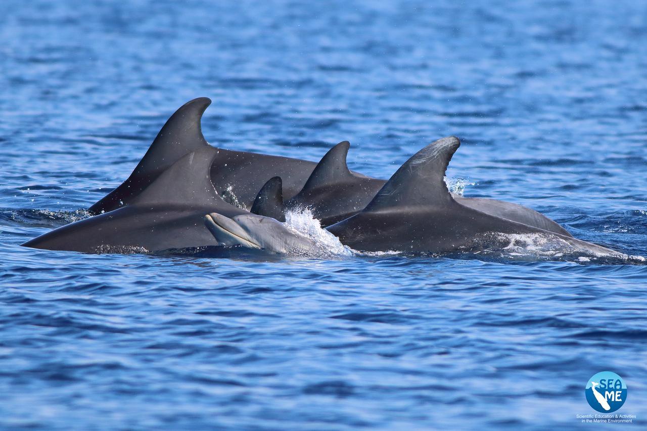 Educazione, ricerca e monitoraggio: tutti in mare per difendere i delfini
