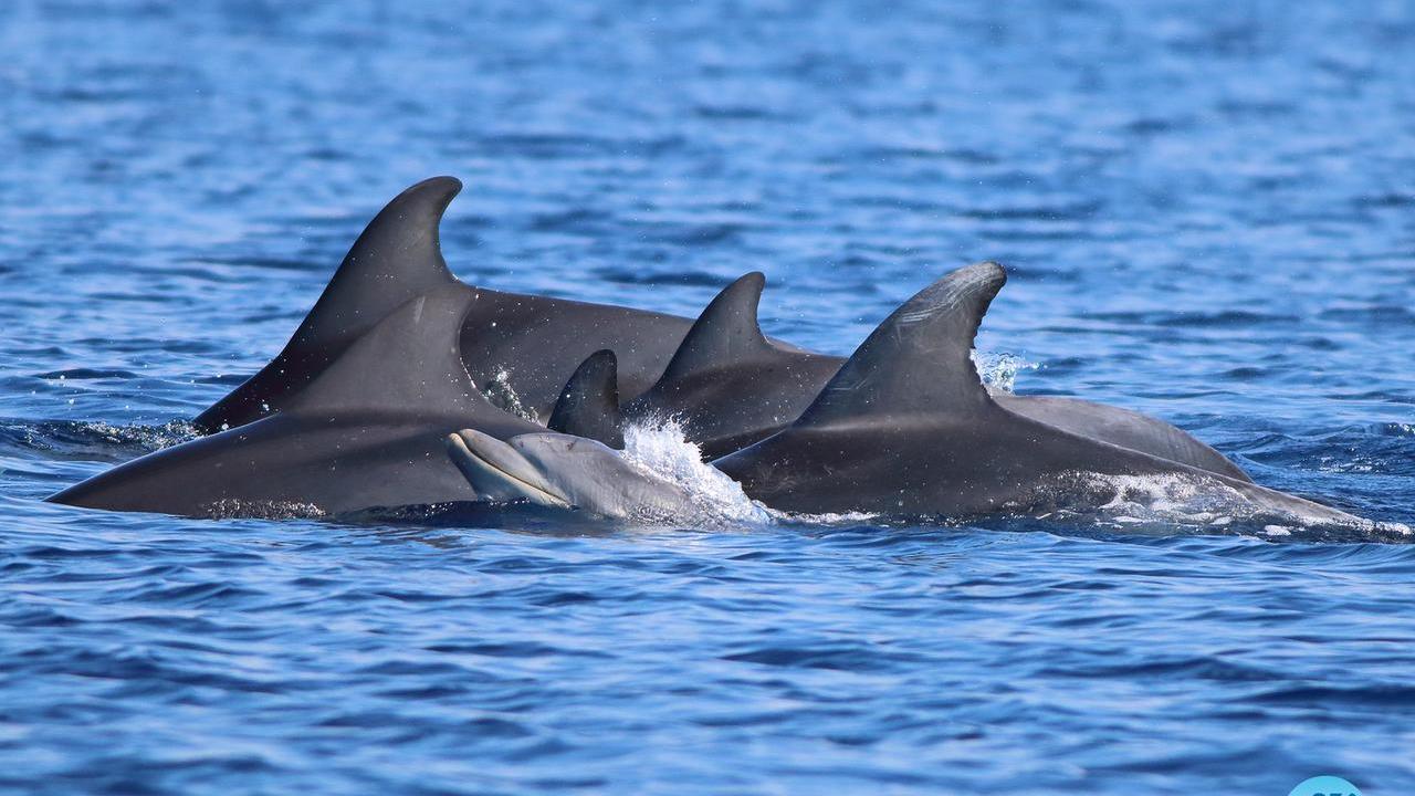 Educazione, ricerca e monitoraggio: tutti in mare per difendere i delfini