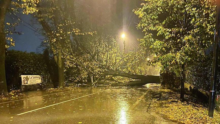 Un albero caduto sul viale Apua a causa del maltempo (foto d’archivio)