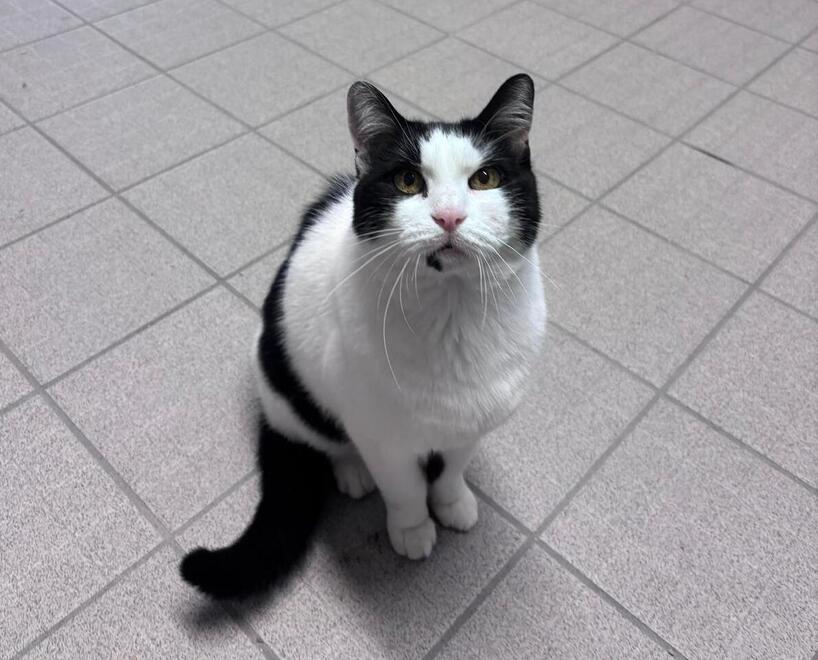 Per il gatto Miele, salvato in strada: per lui una diagnosi difficile e il sogno di un’adozione