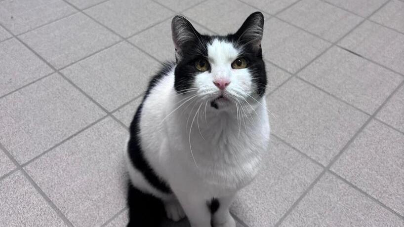 Per il gatto Miele, salvato in strada: per lui una diagnosi difficile e il sogno di un’adozione