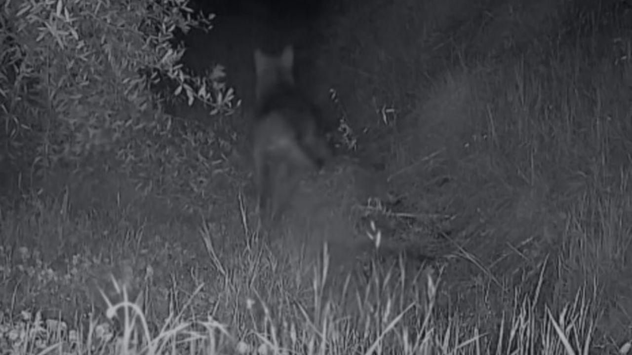 Un fermo immagine del video