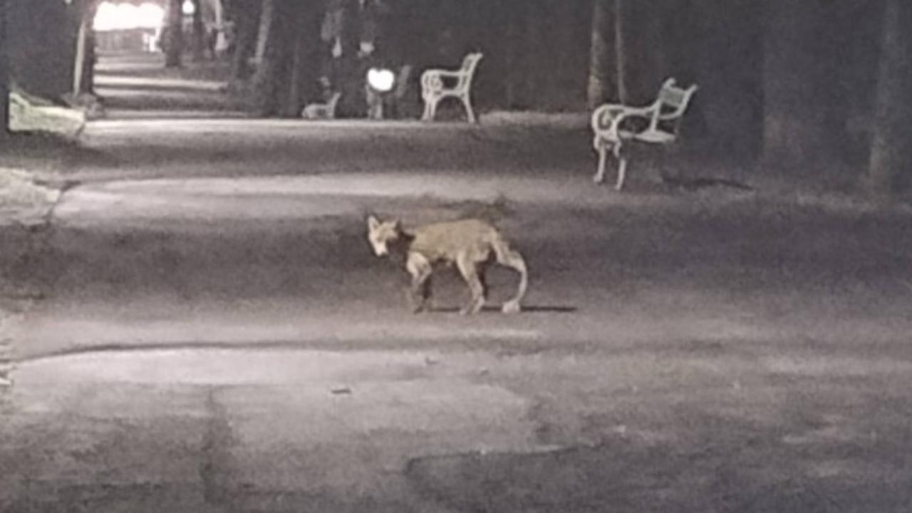 La volpe a spasso di notte a Pavullo