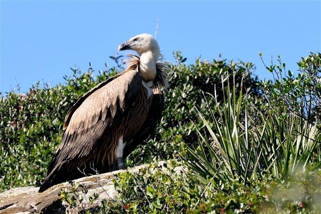 Il re grifone domina i monti della Sardegna: storia di un ripopolamento annunciato – ecco quanti e dove sono