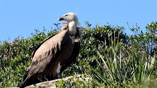 Il re grifone domina i monti della Sardegna: storia di un ripopolamento annunciato – ecco quanti e dove sono