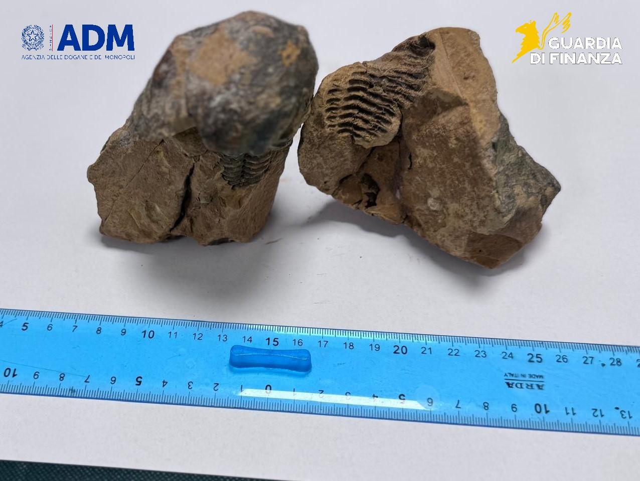 Alghero, in partenza col trilobite di 500 milioni di anni fa in valigia: turista denunciato