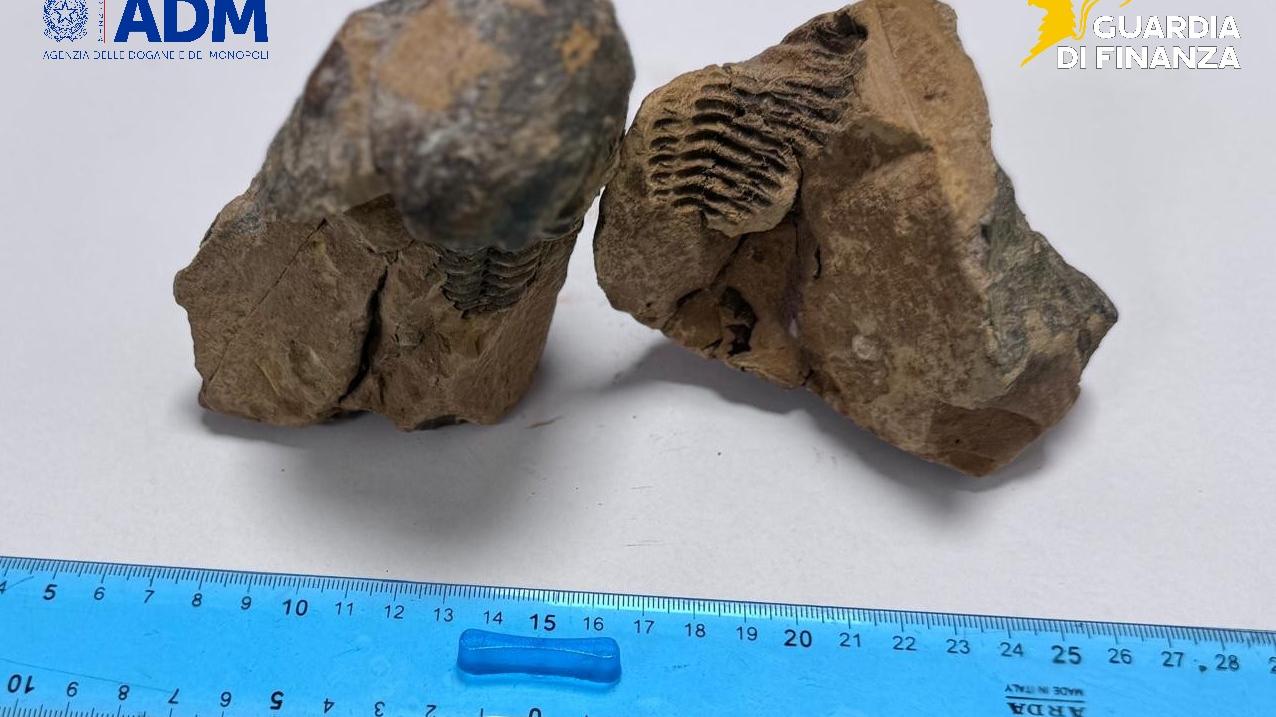 Alghero, in partenza col trilobite di 500 milioni di anni fa in valigia: turista denunciato