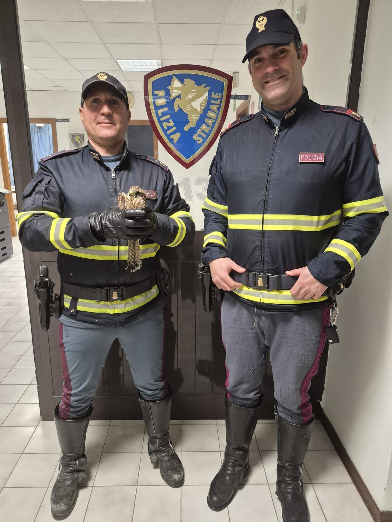 Poliziotti salvano un Gheppio in difficoltà sull’A12