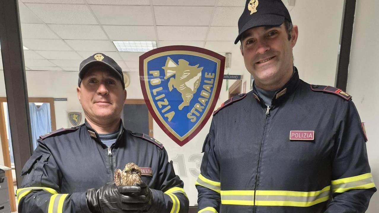 Poliziotti salvano un Gheppio in difficoltà sull’A12