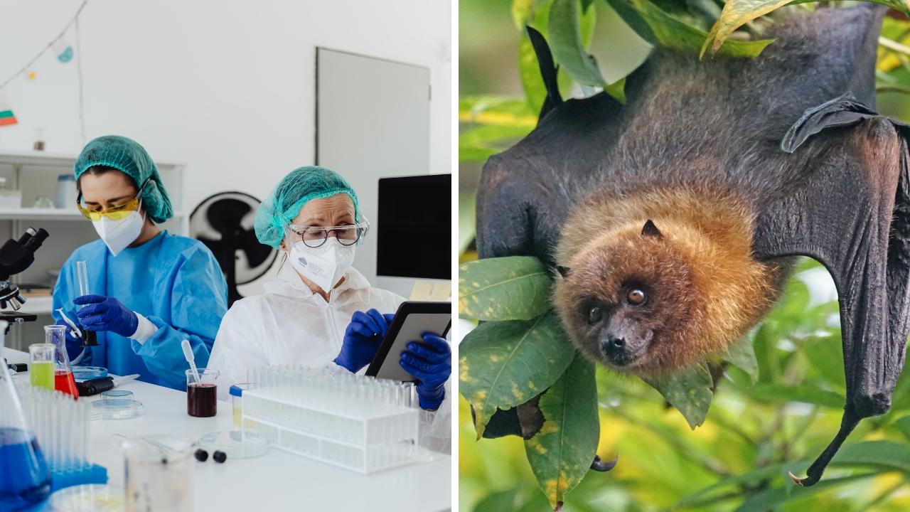 
	Imppenata di casi di Nipah in India

