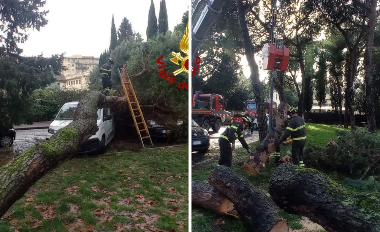 
	Il grosso pino caduto sulle auto in via Donizetti e l'intervento dei vigili del fuoco

