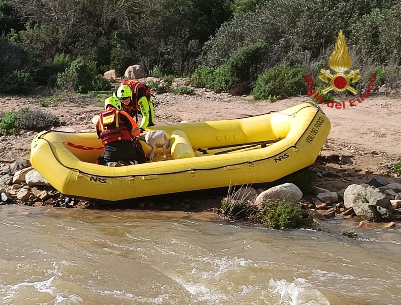Cani da caccia dispersi sul Monte Arcosu: spettacolare salvataggio dei vigili del fuoco