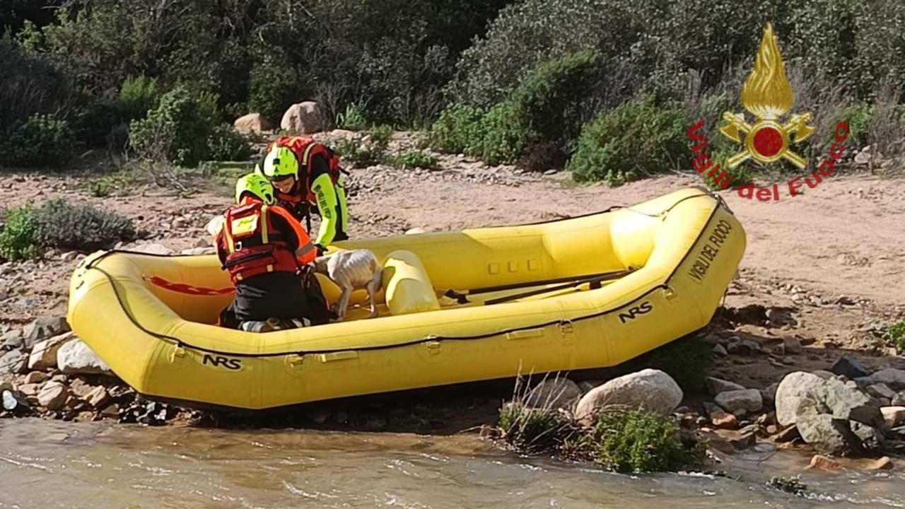 Cani da caccia dispersi sul Monte Arcosu: spettacolare salvataggio dei vigili del fuoco