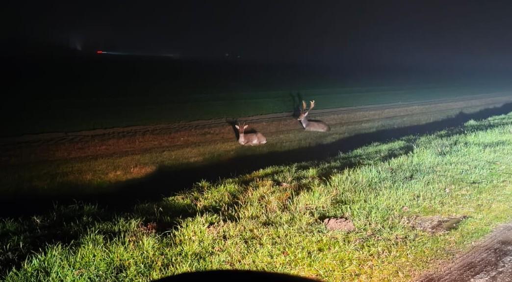 Daini in mezzo alla strada a San Giuseppe, auto si ribalta nel fosso per evitarli