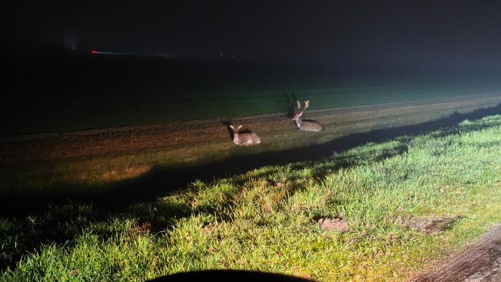 Daini in mezzo alla strada a San Giuseppe, auto si ribalta nel fosso per evitarli