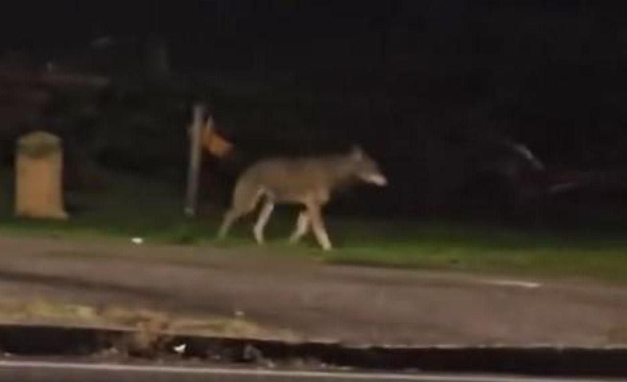 Prato, lupo ripreso vicino alle case: ma c’è un sospetto