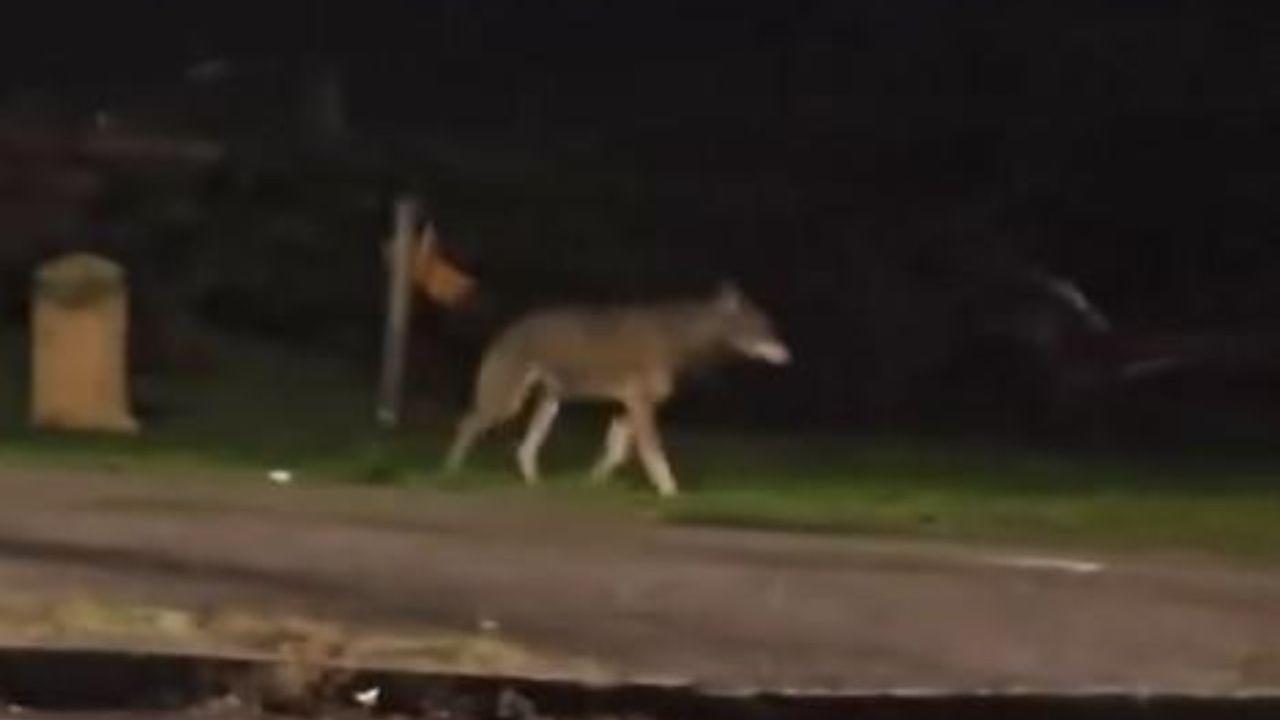 L'avvistamento a Prato 