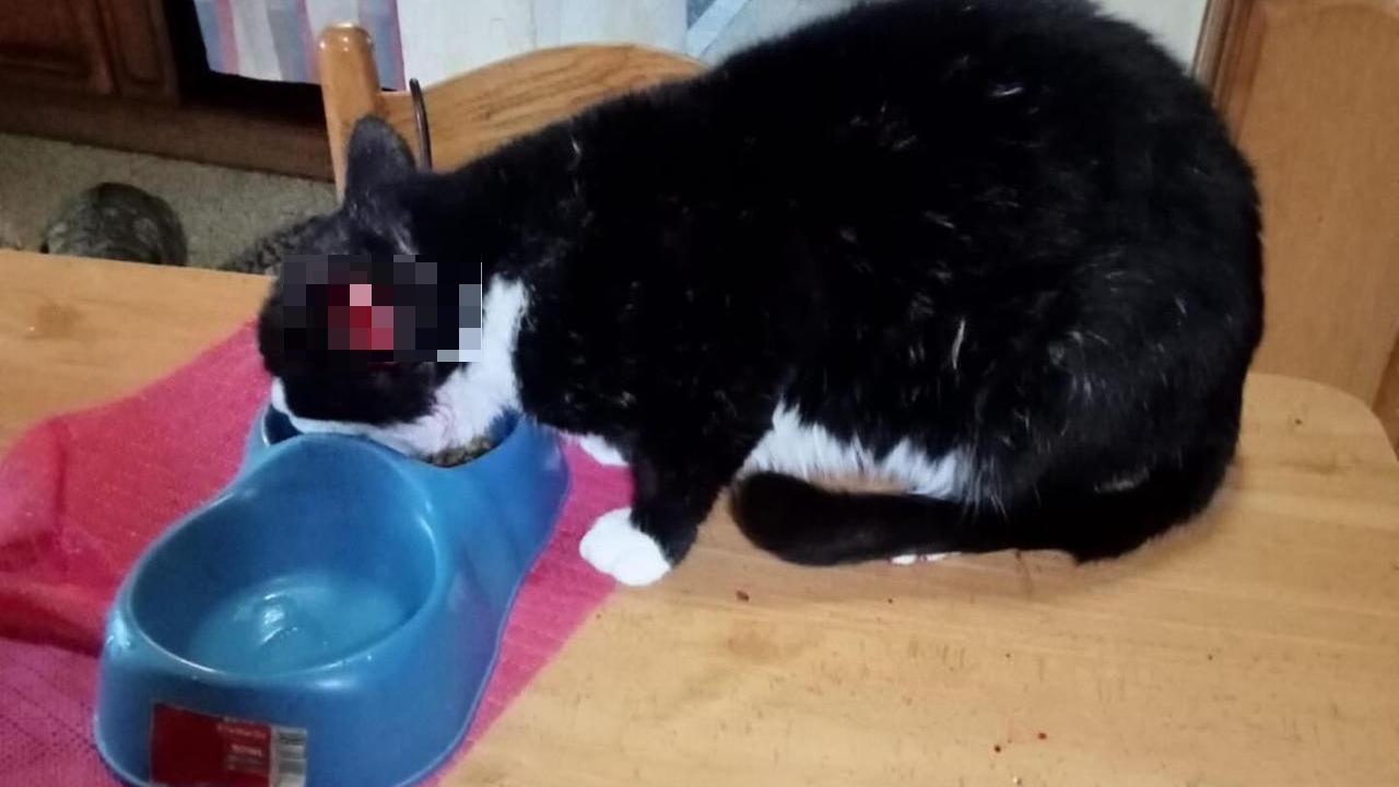 Il gatto Billo deve essere operato: l’appello di Enpa per il randagio