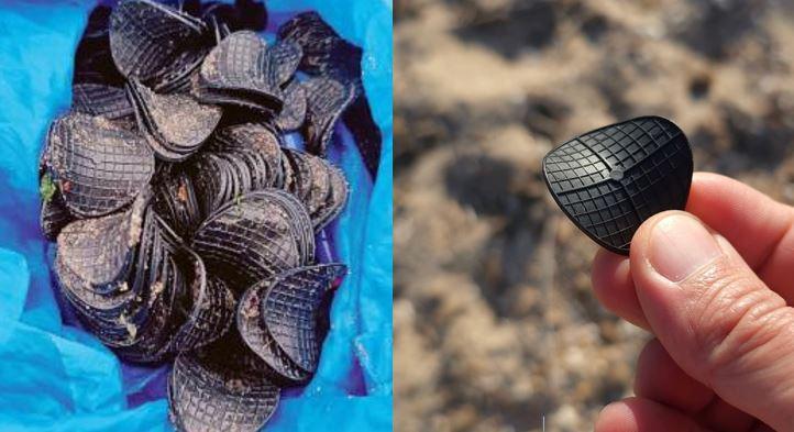 Migliaia di “dischetti neri” in spiaggia ai Lidi: cosa sono e da dove arrivano