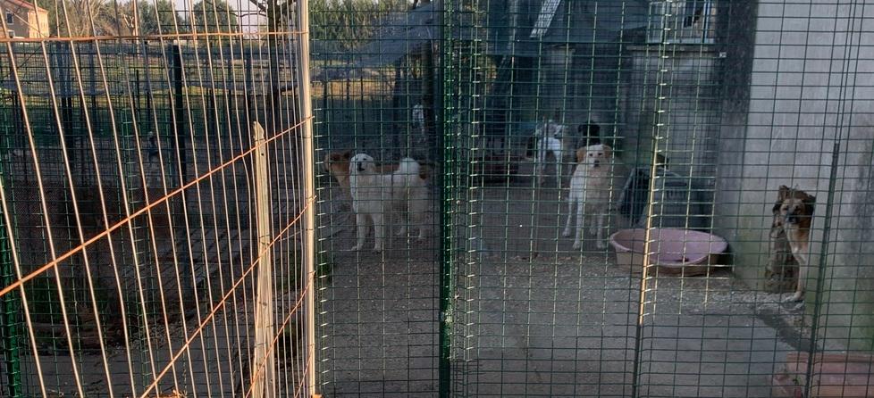 Appello per i cani di Santa Bianca: «Stanno bene, ne vorrei di più»