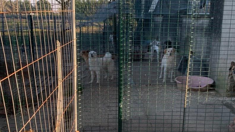 Appello per i cani di Santa Bianca: «Stanno bene, ne vorrei di più»