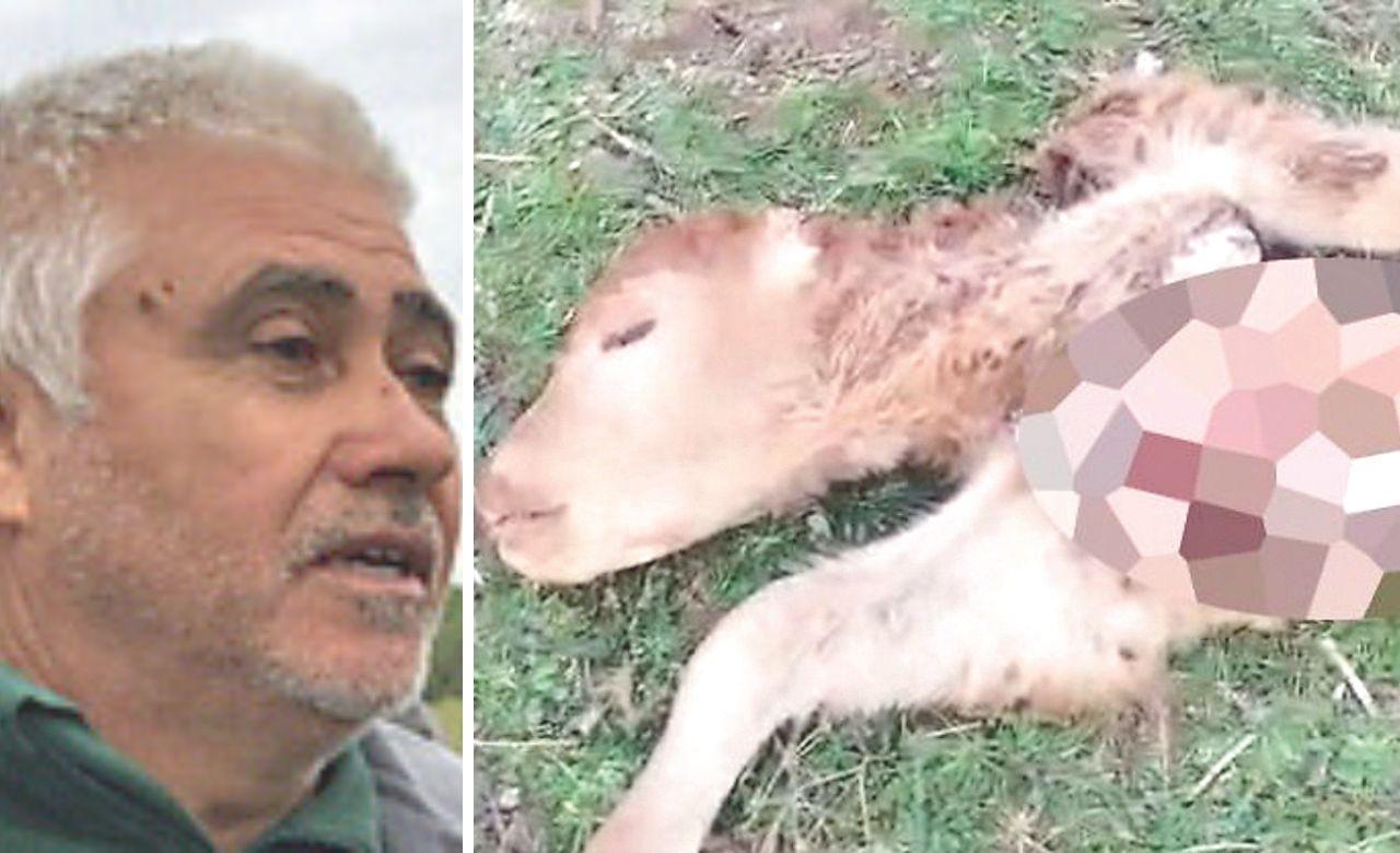 
	L'allevatore Masala e l'animale sbranato dai lupi&nbsp;

