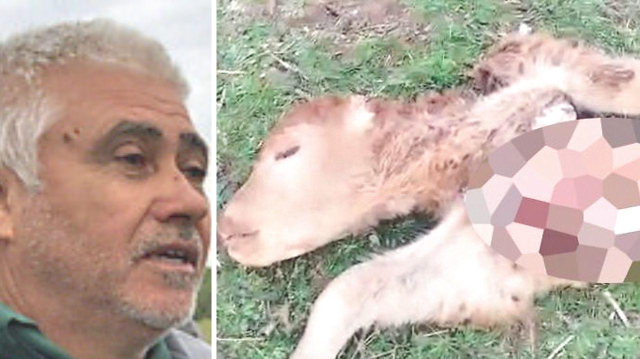 L'allevatore Masala e l'animale sbranato dai lupi 