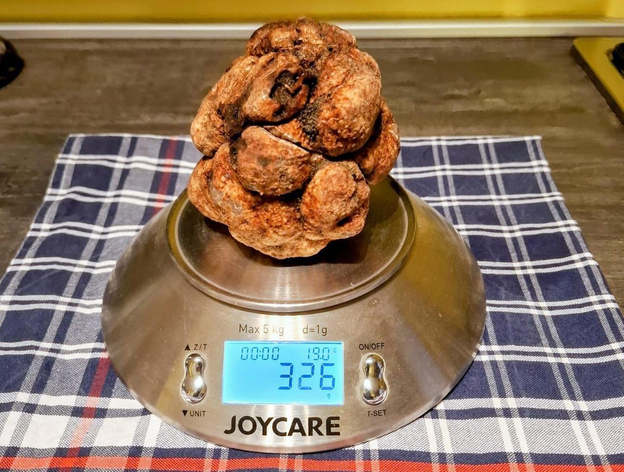 Tartufo bianco da record a Comacchio, la scoperta in una vecchia pineta