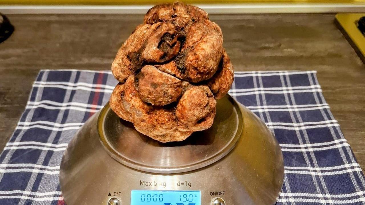 Tartufo bianco da record a Comacchio, la scoperta in una vecchia pineta