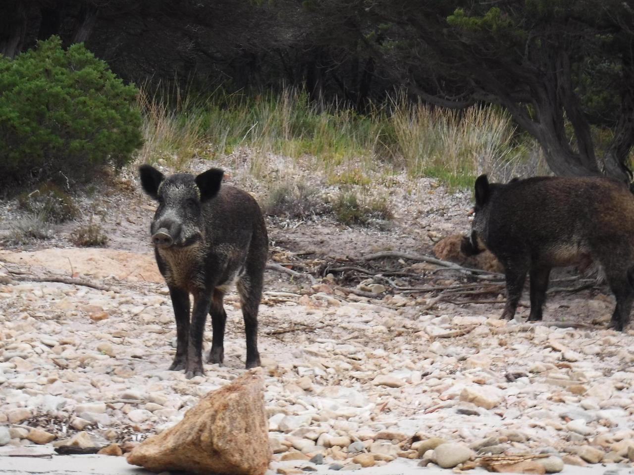 Caccia al cinghiale, si spara anche il 31 gennaio: scoppia la polemica