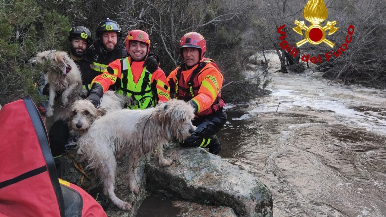 Il provvidenziale intervento dei vigili del fuoco: salvati tre cani bloccati sulle rive di un torrente in piena