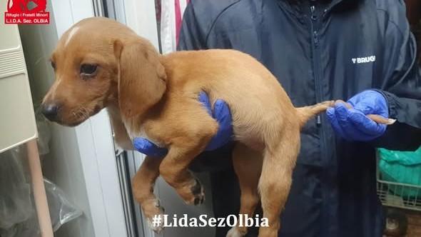 Olbia, un anello stretto attorno alla coda per farlo soffrire: cucciolo torturato e salvato in extremis