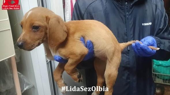 Olbia, un anello stretto attorno alla coda per farlo soffrire: cucciolo torturato e salvato in extremis