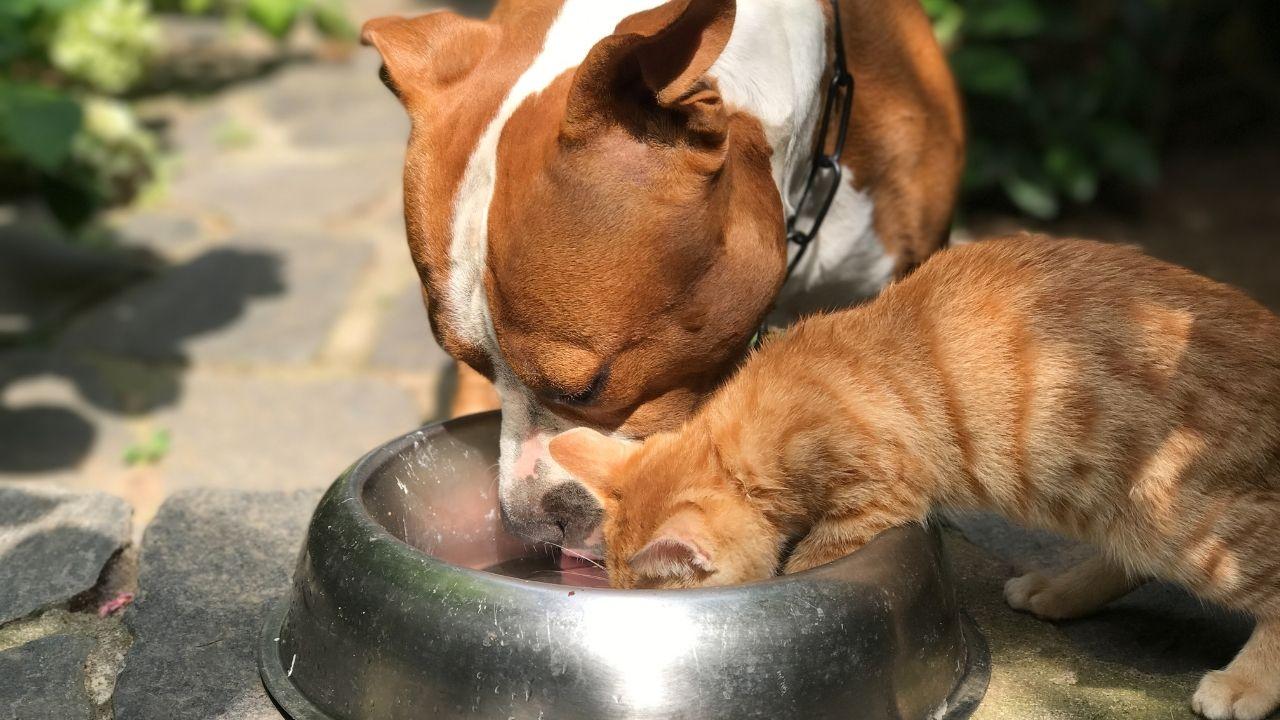 Maxi ritiro di crocchette per cani e gatti per rischio contaminazione: 11 prodotti coinvolti – L’elenco