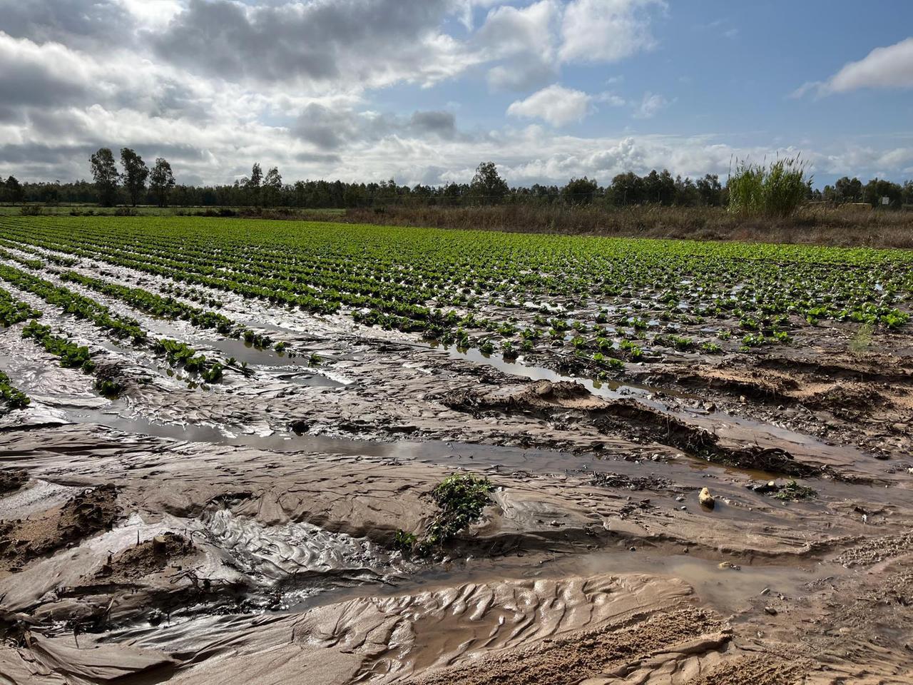 Dalla siccità alle troppe piogge: è di nuovo allarme rosso per colture e semine