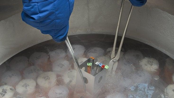 Pma Lagosanto, la dottoressa si difende: «Ho agito a tutela delle coppie»