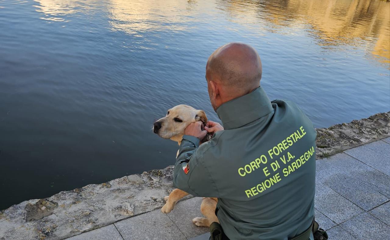 Labrador resta intrappolato in un canale dell’acqua: il salvataggio degli agenti forestali