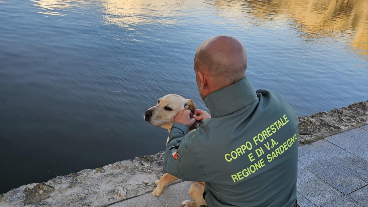 Labrador resta intrappolato in un canale dell’acqua: il salvataggio degli agenti forestali
