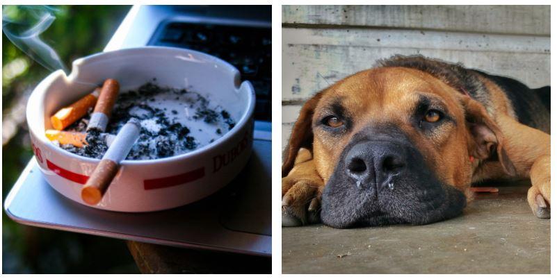 Siete dei fumatori e Fido vi sta sempre vicino? Meglio smettere: il fumo passivo nuoce anche a lui