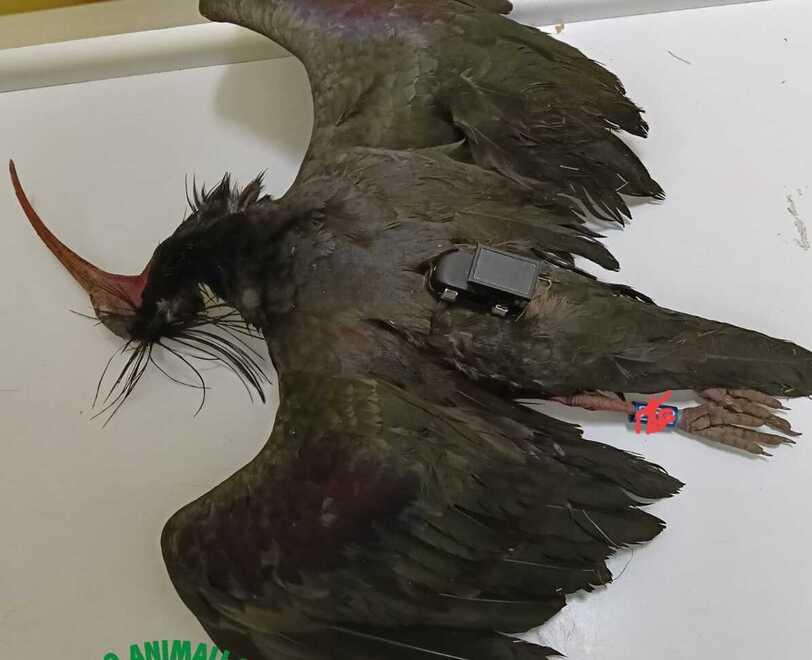 L’ibis eremita Laura trovata morta a Bibbiano