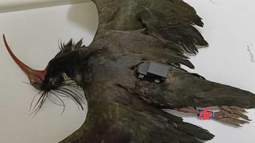 L’ibis eremita Laura trovata morta a Bibbiano