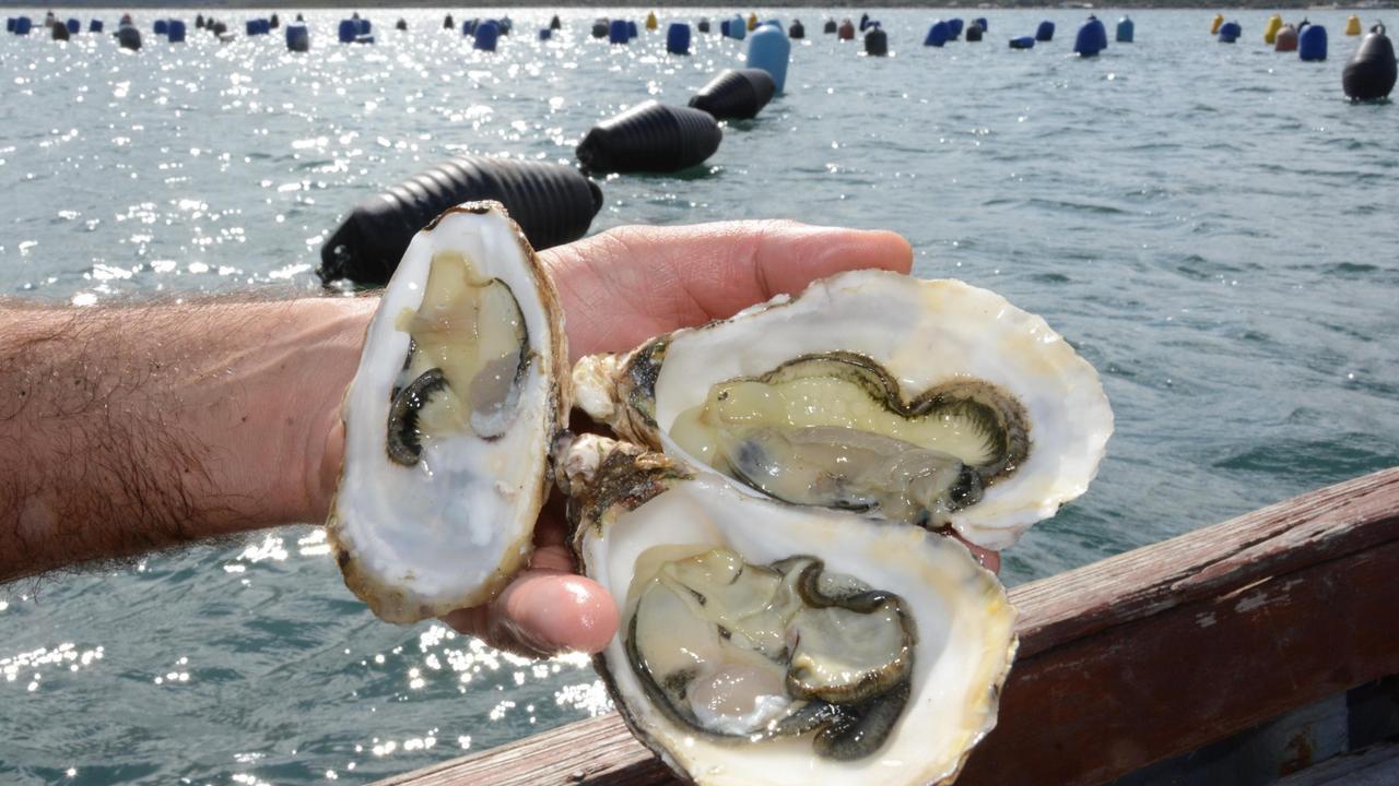 Olbia, sono le ostriche il nuovo oro del golfo: «Facciamo crescere il comparto»