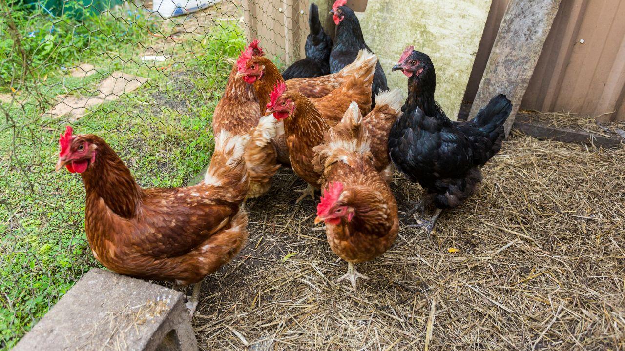 Focolaio di influenza aviaria, Asl: «Rischio di trasmissione all’uomo? Molto basso» – La procedura