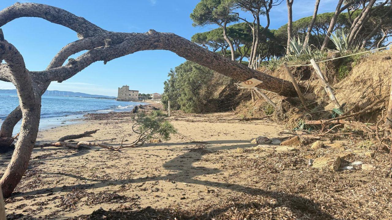 Sos da Torre Mozza, è crollato (anche) un pino secolare: così nelle spiagge gioiello l’erosione viaggia più forte della burocrazia