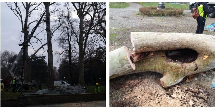 Quattro platani del Parco del Popolo sono malati: via all’abbattimento