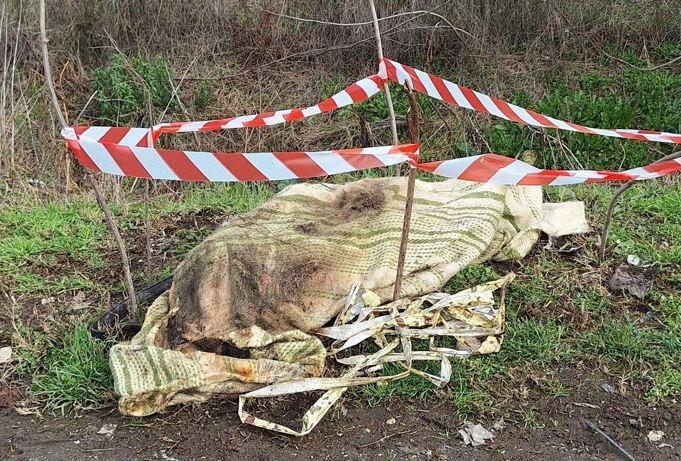 Ferrara, inquietante ritrovamento tra i rifiuti: cane morto avvolto in un panno