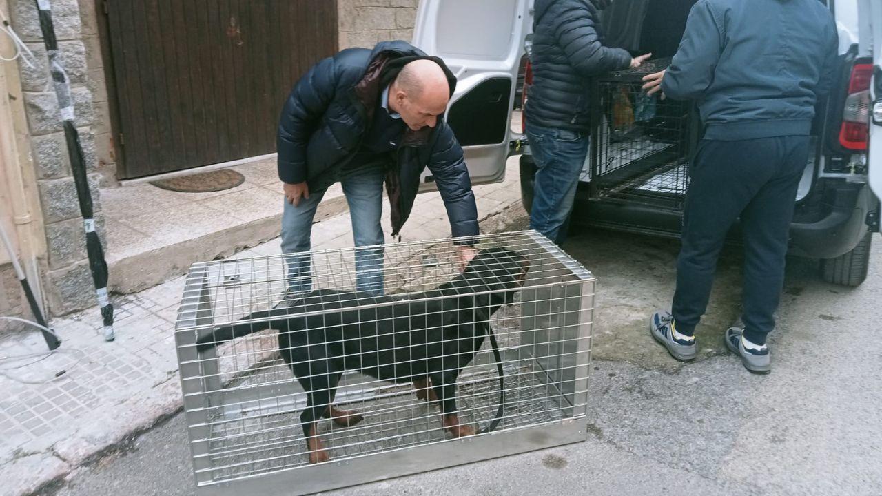 Porto Torres, il padrone viene arrestato e Asia e Ciro restano soli: due Rottweiler salvati dai veterinari della Asl